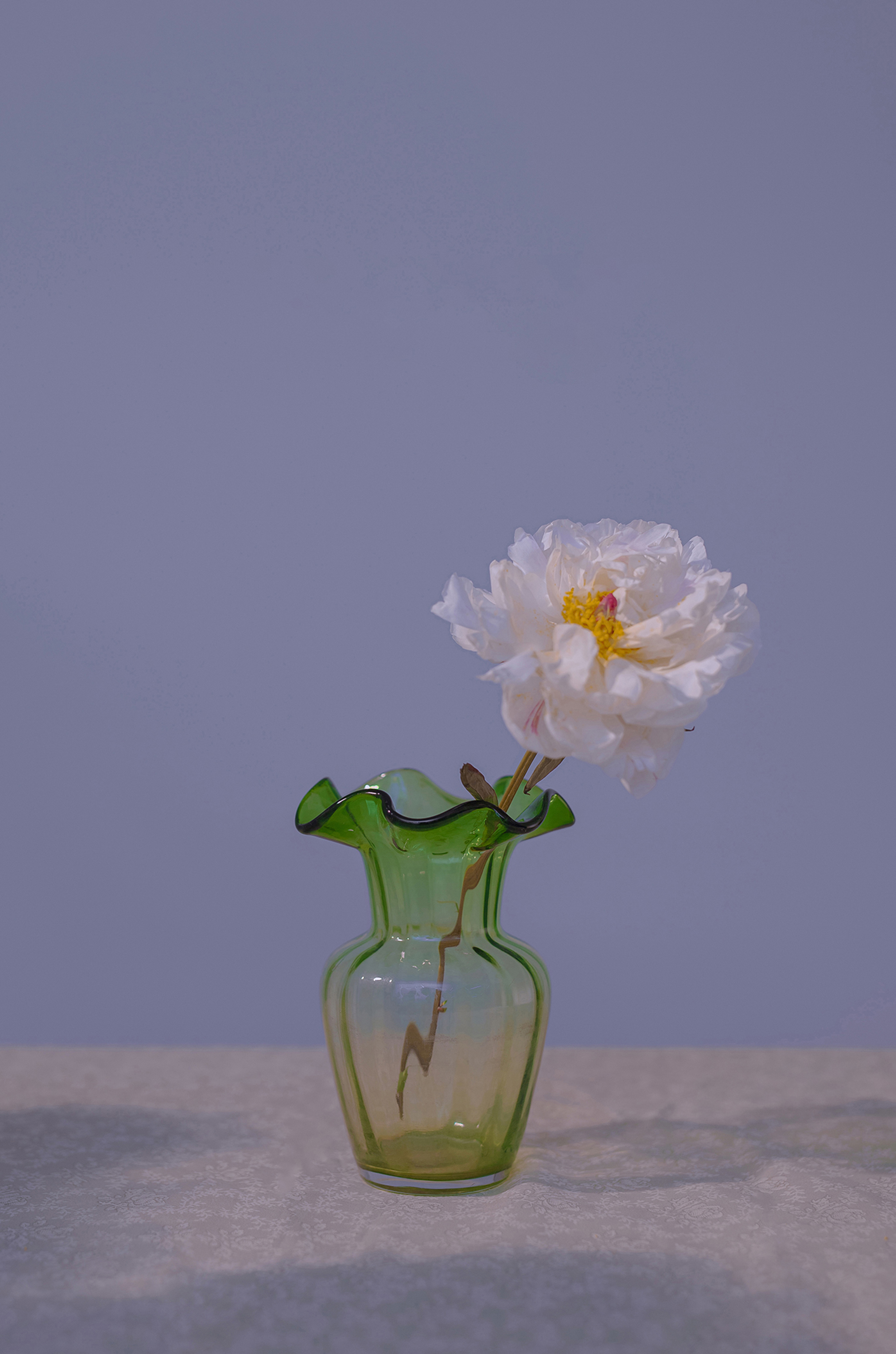 网站降权后，蜘蛛池还能用吗？